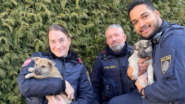 Herzlos: Sechs Wochen alte Welpen in Perchtoldsdorf ausgesetzt