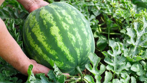 Wassermelonen: Exotische Früchte in heimischen Gärten