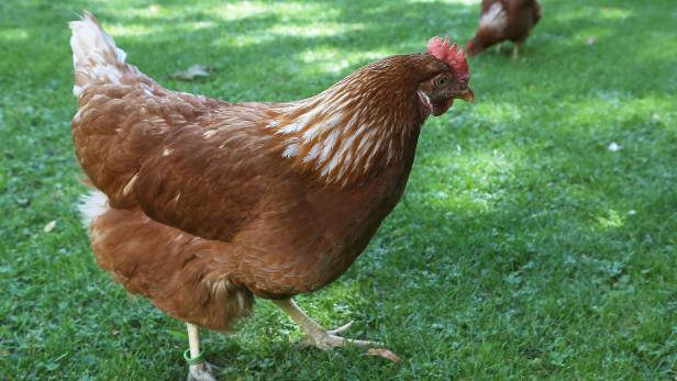 Ausbruch bestätigt: 5 Hühner in Kärnten an Vogelgrippe erkrankt