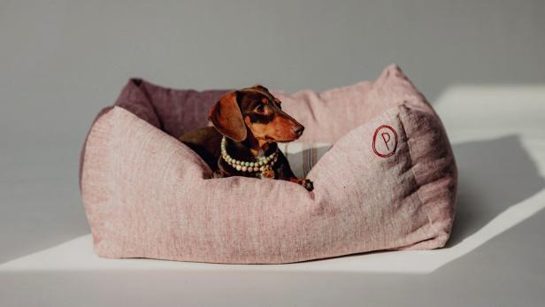 Neu in Wien: Im stylischen Dog-Spa Pintu werden Vierbeiner verwöhnt