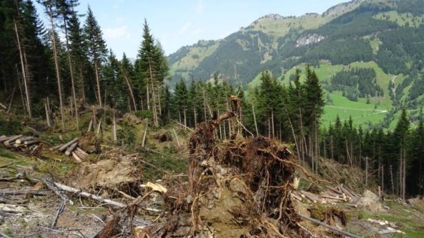 Waldbilanz der Bundesforste:  Über eine Million Festmeter Schadholz