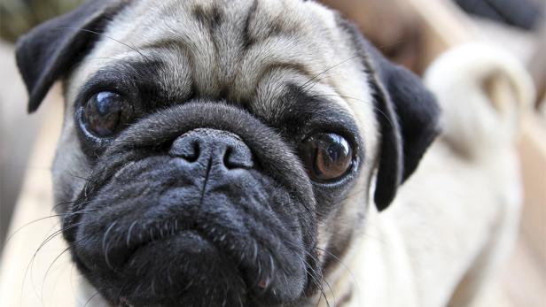 Der Trend geht vom Kampf- zum Mini-Hund