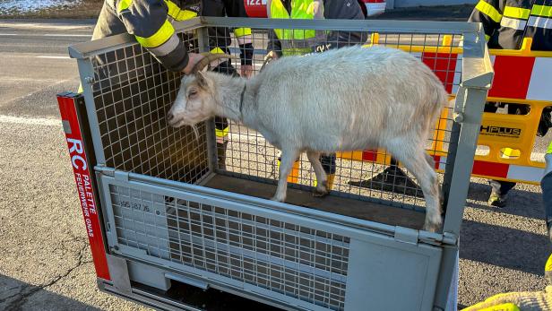 Ziegen verirrten sich in Südsteiermark: Feuerwehr rettete Tiere
