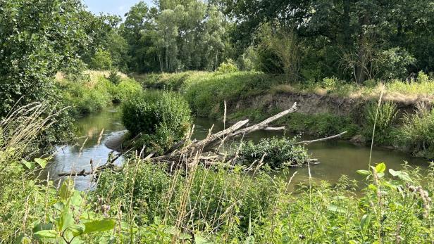 Blick auf den Fluss Dyle im Naturschutzgebiet "Doode Bemde" in Belgien