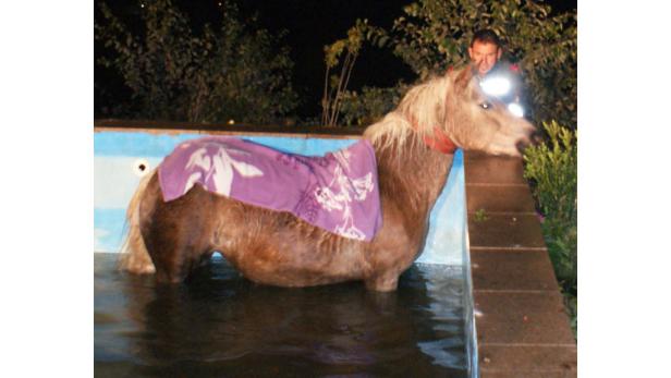 Pferd von Feuerwehr aus Pool gerettet