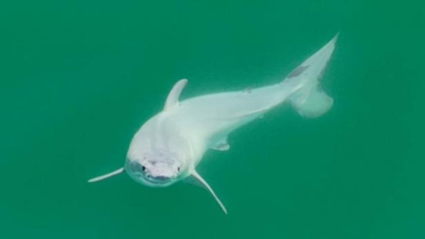 Erstmals Baby eines Weißen Hais fotografiert