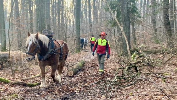 Maurer Wald in Liesing: Wo Pferde einen Job haben