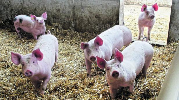 Der lange Weg zu mehr Tierwohl mit Hilfe des „Masterplan Schwein“