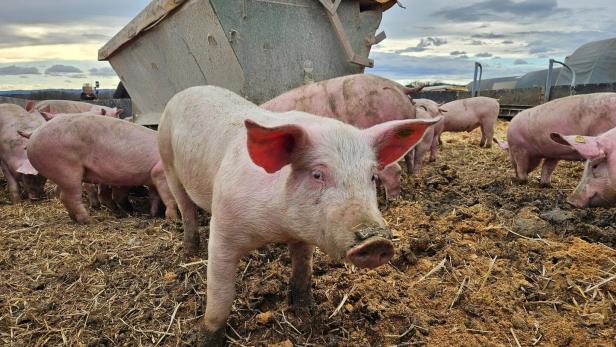 Bauer gegen Behörde: Warum 500 Schweine in NÖ verschwinden sollen