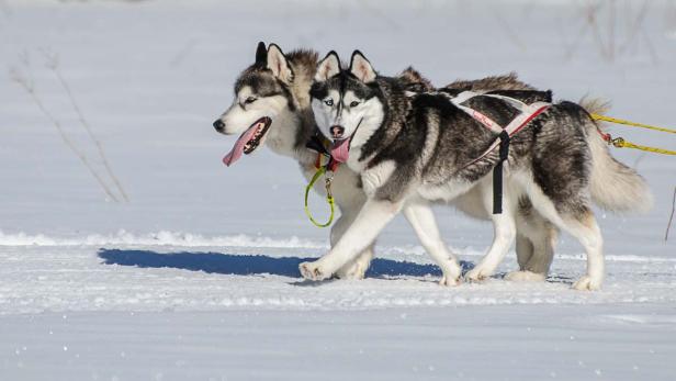 Husky Schlittenfahrt