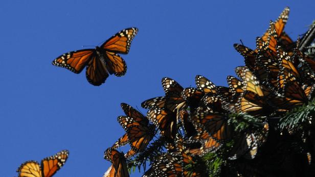 Zahlreiche Monarchfalter sitzen auf einem Ast.