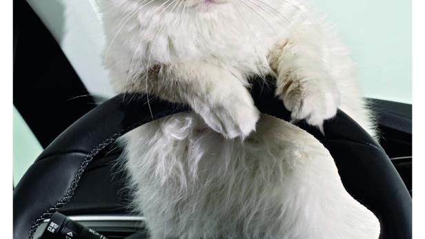 Eine Birma-Katze sitzt am Steuer eines Opel Corsa.