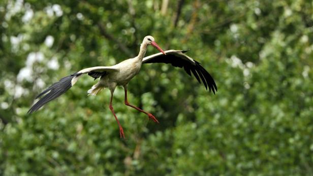 Punktlandung: Wenige Stunden nach dem Frühlingsbeginn ist der erste Storch in Marchegg angekommen.