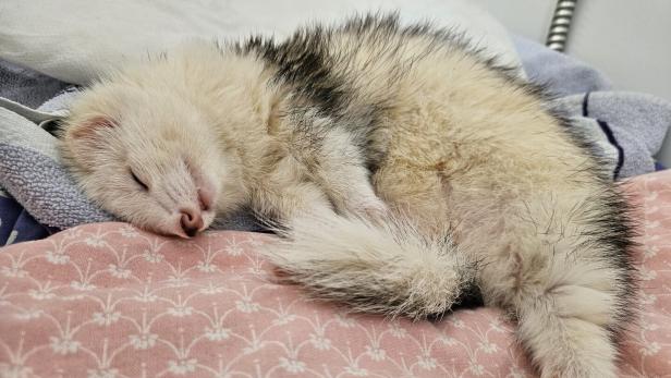 Tierheim-Aufruf: Frettchen "Ilse" sucht neuen Platz zum Leben