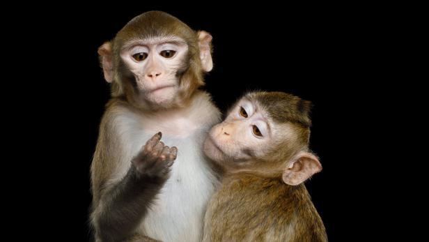 Gleichgeschlechtlicher Sex im Tierreich: Wo die Affenliebe hinfällt