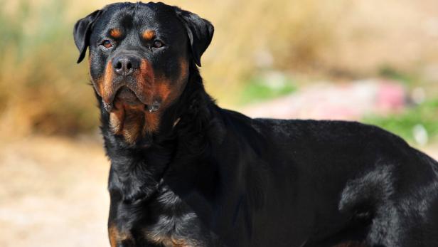 Jogger wurde nahe Rom von Rottweilern zu Tode gebissen