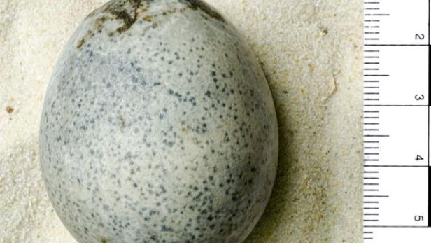 Ein Ei aus römischer Zeit.