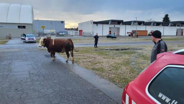 Entlaufene Kuh verletzte vier Menschen in Ried