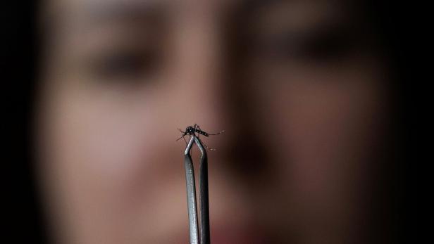 Angst vor Dengue-Fieber: Italien erhöht Warnstufe an Flughäfen