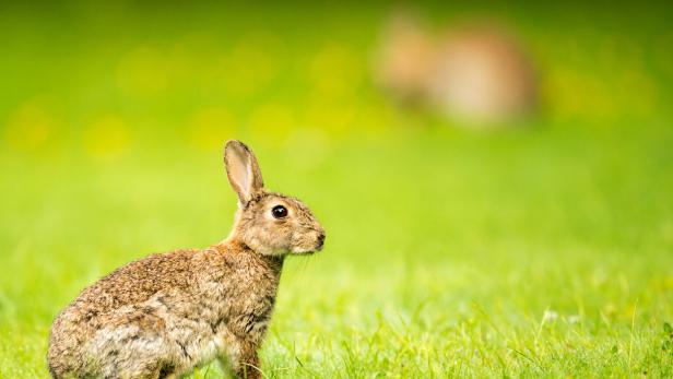 Paris kämpft mit Kaninchenplage: 300 Tiere werden umgesiedelt