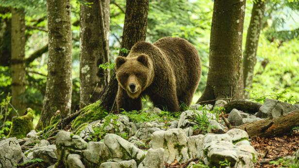 Braunbär im Wald in Slowenien