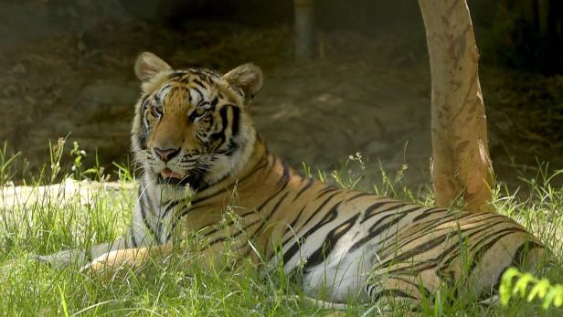 Thailand: Tiger versetzt Dorf in Panik