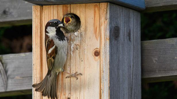 Nistkasten mit Spatz