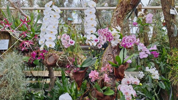 Botanischer Garten Linz: Diven wollen Streicheleinheiten