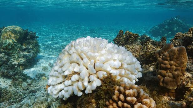 Massive Korallenbleiche: Malaysia schlägt Alarm