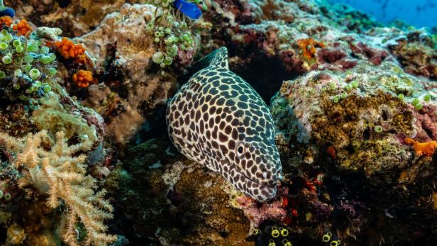 Warum Korallenriffe wichtig sind und wir sie retten müssen