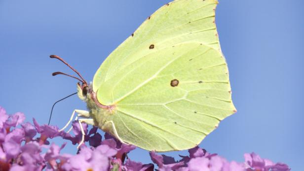 Warum die Luft für viele Schmetterlinge dünn wird