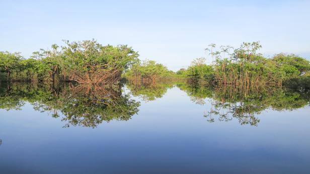 Grüne Bäume spiegeln sich im ruhigen Wasser eines Flusses.