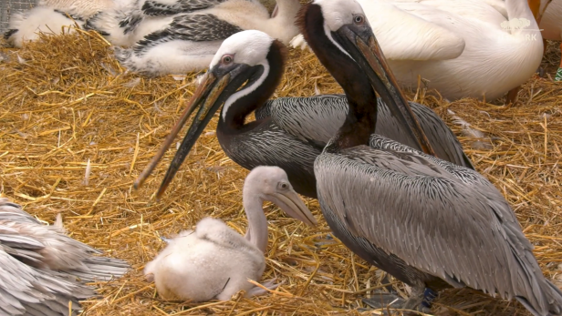 Schwules Pelikan-Paar adoptiert aus Nest gefallenes Küken
