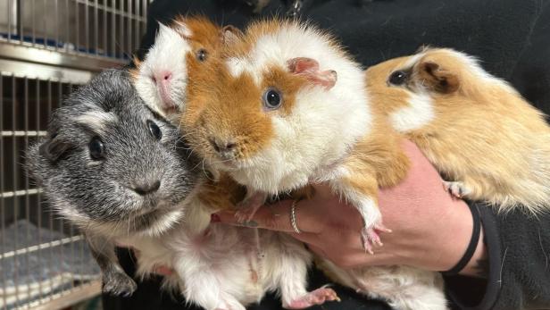 4 Meerschweinchen auf Wiese ausgesetzt: Tiere wären fast verendet