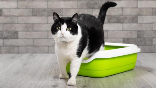 Eine schwarz-weiße Katze steht mit den Hinterbeinen im Kisterl.