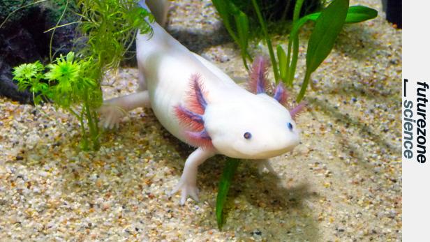 Axolotl (Symbolbild)