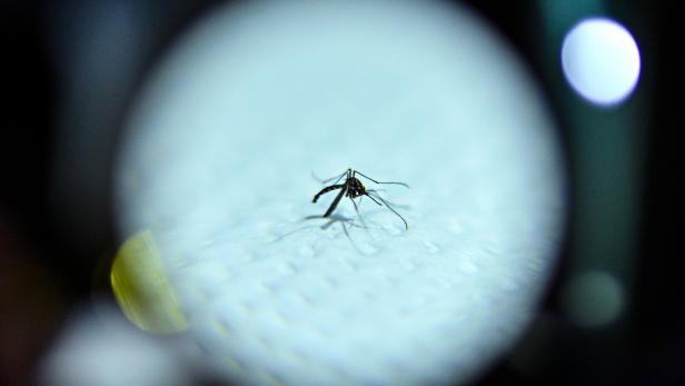 Dengue-Fieber in Brasilien: Bereits 1 Mio. Infizierte und hunderte Tote