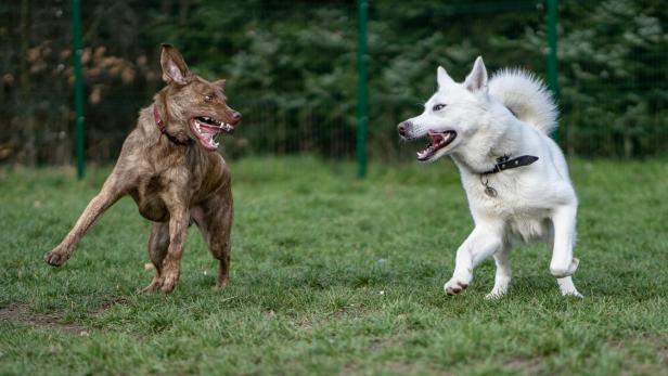 Was bedeutet Opp? Zwei Hunde bellen sich auf einer Wiese herumtollend an.