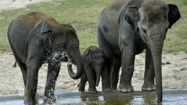 Eine asiatische Elefantenfamilie badet.