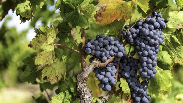 Nahaufnahme von blauen Trauben, die an einem Weinstock reifen.
