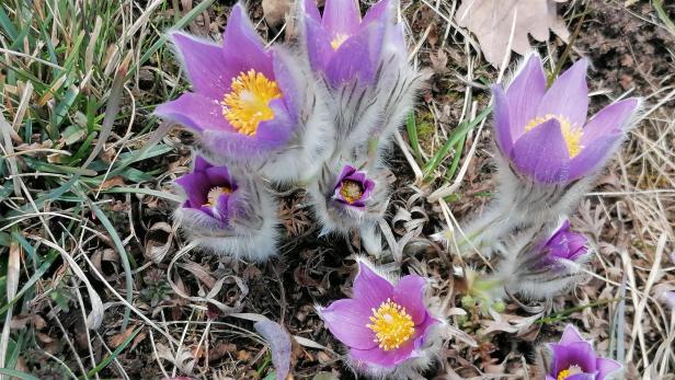 Violette Kuhschellen blühen in der Wiese in der Wachau