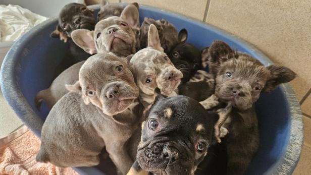 Illegaler Handel: 24 Hundewelpen aus Einfamilienhaus gerettet