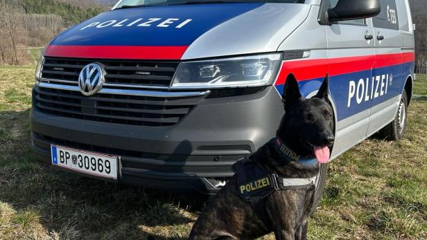 Polizeidiensthund "Nox vom Saggautal" auf einer Wiese vor einem Polizeiauto sitzend