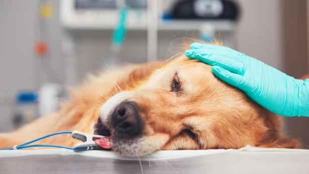 Suche nach Tierquäler: Hund fraß mit Futter umwickelte Rasierklingen