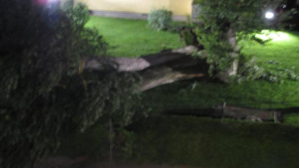 Honorarfrei. Baum auf Frau gestürzt in Krems/Lerchenfeld.