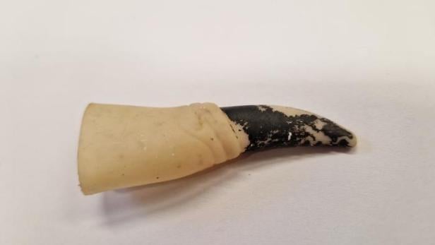 Dieser gruselige Gummifinger wurde in einer toten Meeresschildkröte gefunden.