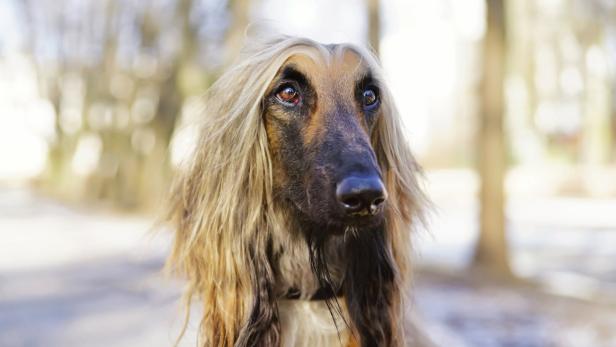 Ein Afghanischer Windhund mit langen Ohren blickt in die Kamera.