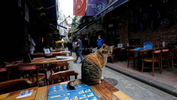 "Gerechtigkeit für Eros": Tötung von Straßenkatze empört die Türkei