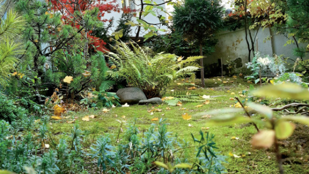 Ein Garten mit verschiedenen Pflanzen, darunter Farne und kleine Bäume, im Herbst.