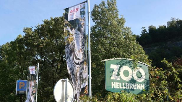 Kranker Löwe  "Eisi" musste im Zoo Salzburg eingeschläfert werden